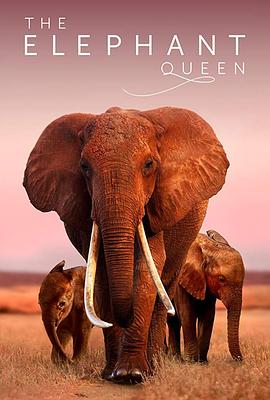 大象女王-待补充